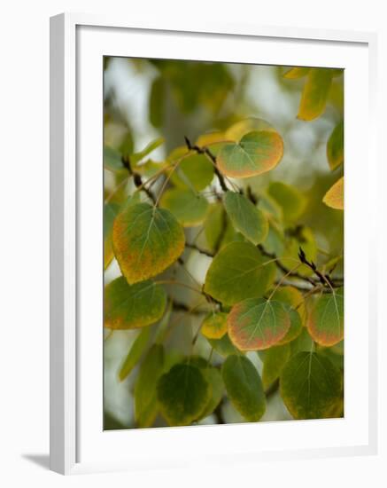 Aspen Leaves Turning Color, Vail, Colorado, USA-Cindy Miller Hopkins-Framed Photographic Print