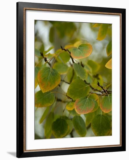 Aspen Leaves Turning Color, Vail, Colorado, USA-Cindy Miller Hopkins-Framed Photographic Print