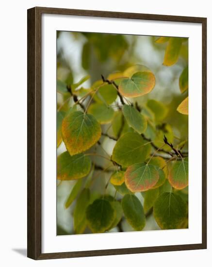 Aspen Leaves Turning Color, Vail, Colorado, USA-Cindy Miller Hopkins-Framed Photographic Print