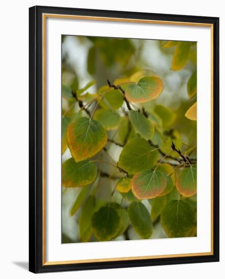 Aspen Leaves Turning Color, Vail, Colorado, USA-Cindy Miller Hopkins-Framed Photographic Print