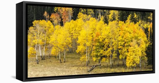 Aspen Leaves Turning Near the Colorado River, Colorado, USA-Maresa Pryor-Framed Premier Image Canvas