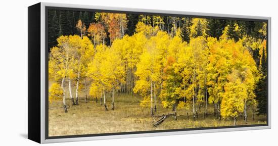 Aspen Leaves Turning Near the Colorado River, Colorado, USA-Maresa Pryor-Framed Premier Image Canvas