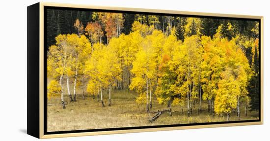 Aspen Leaves Turning Near the Colorado River, Colorado, USA-Maresa Pryor-Framed Premier Image Canvas