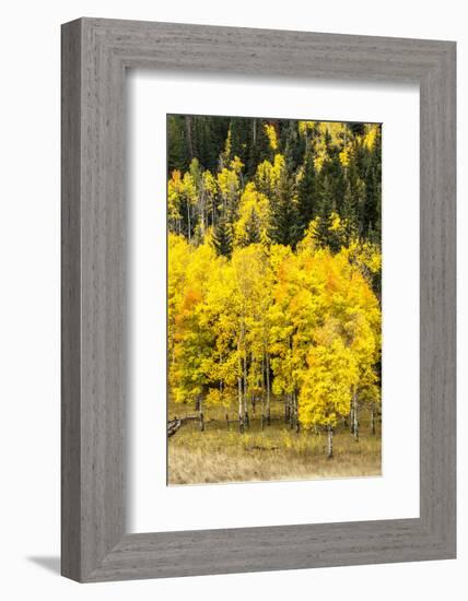 Aspen Leaves Turning Near the Colorado River, Colorado, USA-Maresa Pryor-Framed Photographic Print