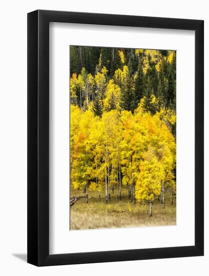 Aspen Leaves Turning Near the Colorado River, Colorado, USA-Maresa Pryor-Framed Photographic Print
