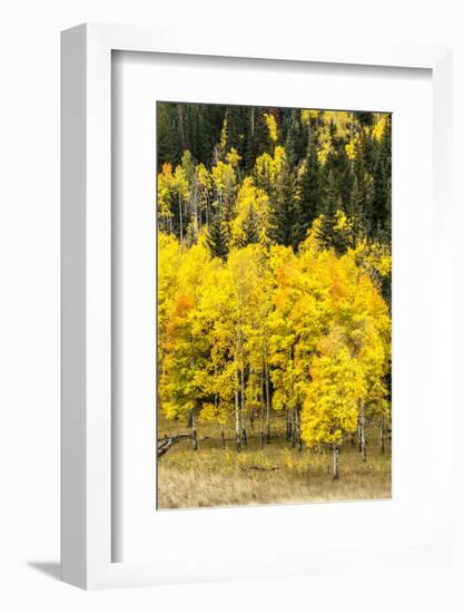 Aspen Leaves Turning Near the Colorado River, Colorado, USA-Maresa Pryor-Framed Photographic Print