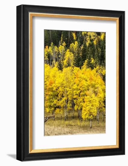 Aspen Leaves Turning Near the Colorado River, Colorado, USA-Maresa Pryor-Framed Photographic Print