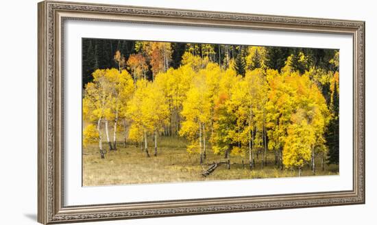 Aspen Leaves Turning Near the Colorado River, Colorado, USA-Maresa Pryor-Framed Photographic Print