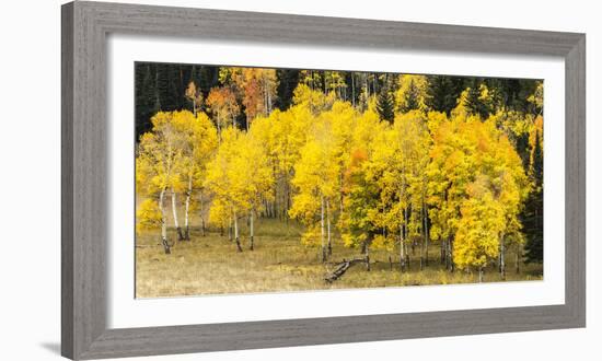 Aspen Leaves Turning Near the Colorado River, Colorado, USA-Maresa Pryor-Framed Photographic Print