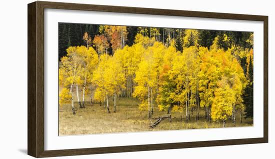 Aspen Leaves Turning Near the Colorado River, Colorado, USA-Maresa Pryor-Framed Photographic Print