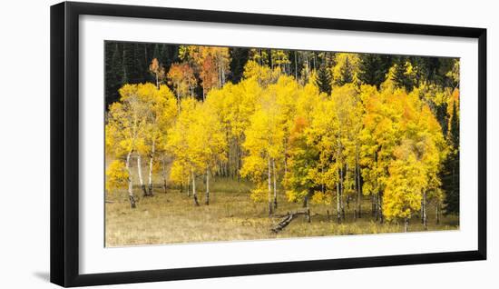 Aspen Leaves Turning Near the Colorado River, Colorado, USA-Maresa Pryor-Framed Photographic Print