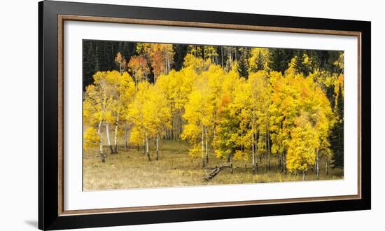 Aspen Leaves Turning Near the Colorado River, Colorado, USA-Maresa Pryor-Framed Photographic Print