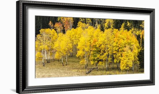 Aspen Leaves Turning Near the Colorado River, Colorado, USA-Maresa Pryor-Framed Photographic Print