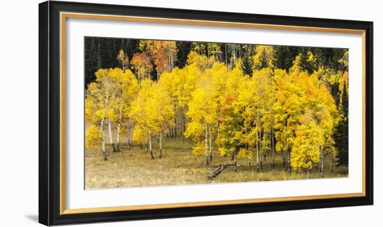 Aspen Leaves Turning Near the Colorado River, Colorado, USA-Maresa Pryor-Framed Photographic Print