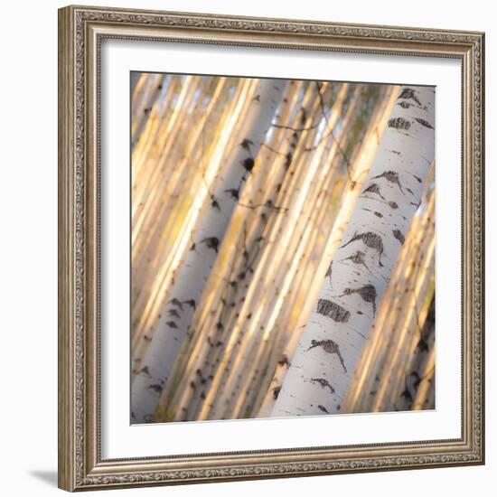 Aspen Light-Dan Ballard-Framed Photographic Print