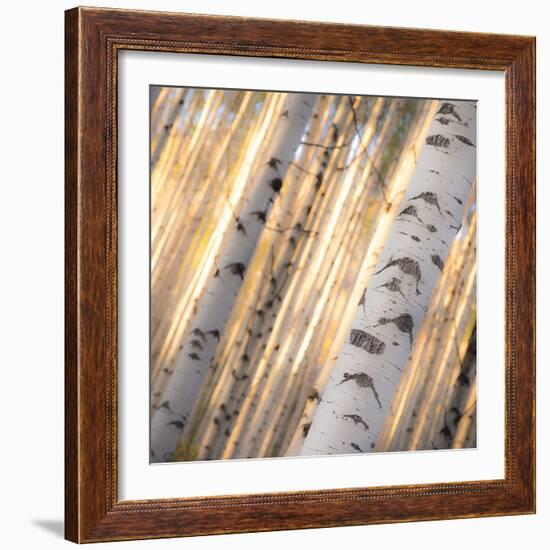 Aspen Light-Dan Ballard-Framed Photographic Print