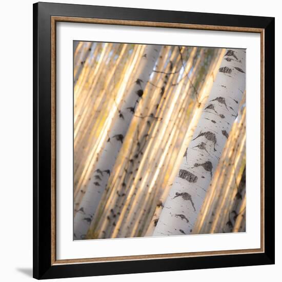 Aspen Light-Dan Ballard-Framed Photographic Print