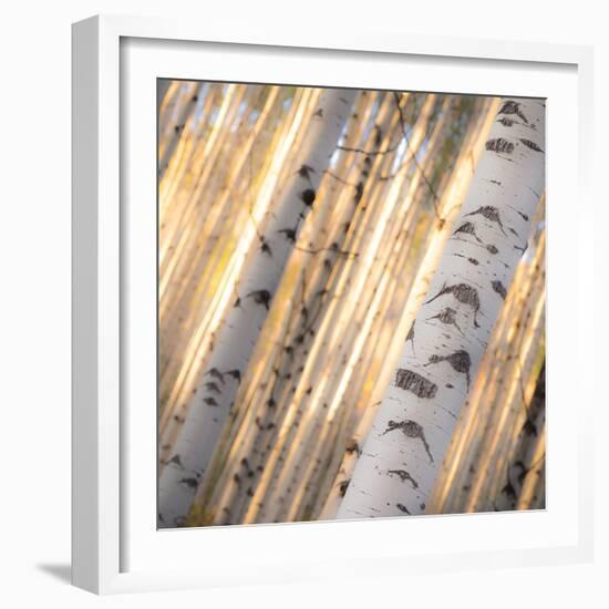 Aspen Light-Dan Ballard-Framed Photographic Print