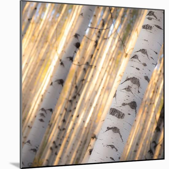 Aspen Light-Dan Ballard-Mounted Photographic Print