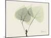 Aspen Moment-Albert Koetsier-Mounted Art Print