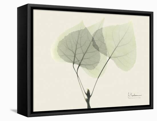 Aspen Moment-Albert Koetsier-Framed Stretched Canvas