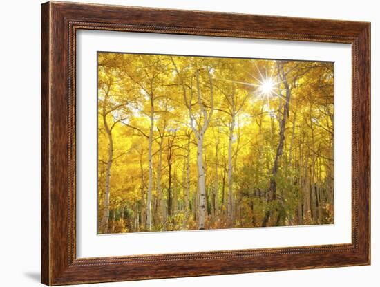 Aspen Morning-Darren White Photography-Framed Photographic Print