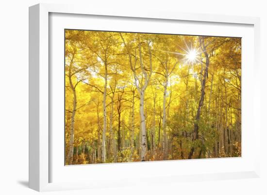 Aspen Morning-Darren White Photography-Framed Photographic Print