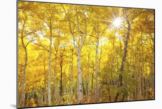 Aspen Morning-Darren White Photography-Mounted Photographic Print