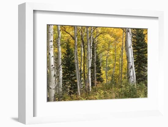 Aspen Panorama-Danny Head-Framed Photographic Print