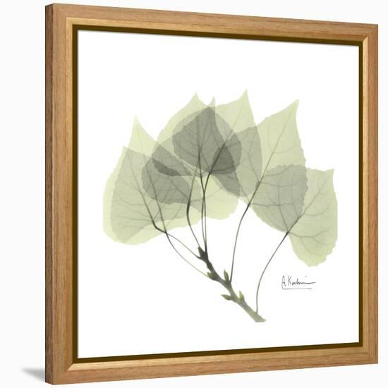 Aspen Portrait-Albert Koetsier-Framed Stretched Canvas