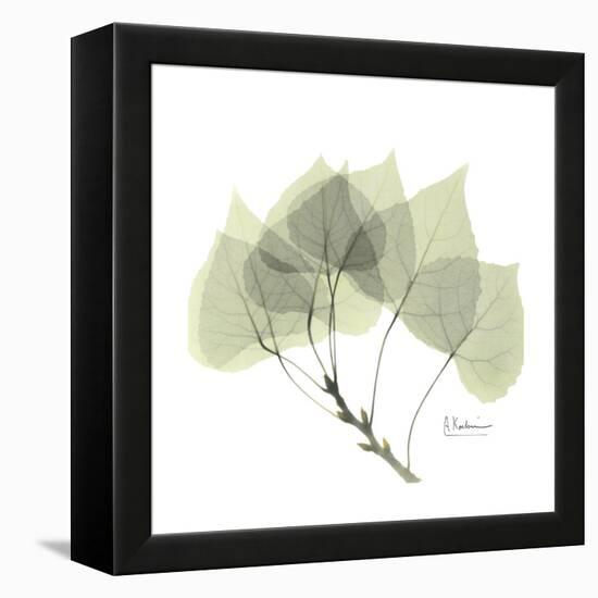 Aspen Portrait-Albert Koetsier-Framed Stretched Canvas