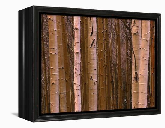 Aspen's in Winter-Art Wolfe-Framed Premier Image Canvas