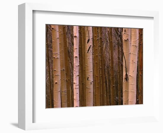 Aspen's in Winter-Art Wolfe-Framed Photographic Print