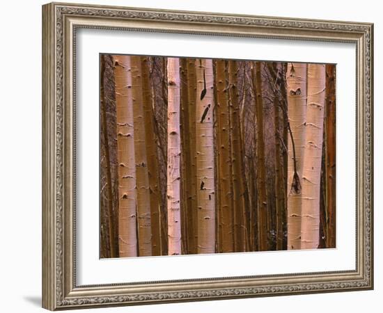 Aspen's in Winter-Art Wolfe-Framed Photographic Print