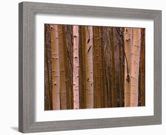 Aspen's in Winter-Art Wolfe-Framed Photographic Print