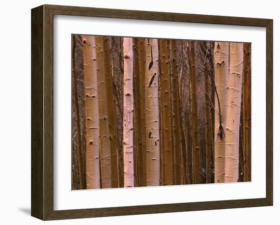 Aspen's in Winter-Art Wolfe-Framed Photographic Print