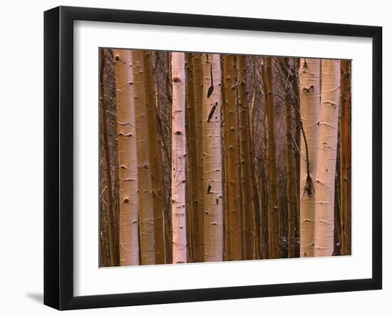 Aspen's in Winter-Art Wolfe-Framed Photographic Print