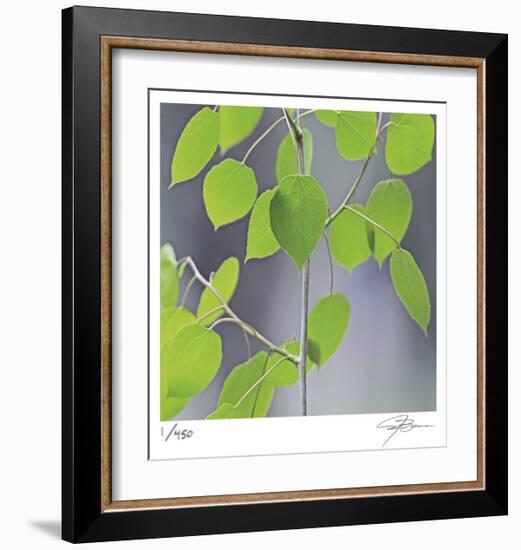 Aspen Sapling-Ken Bremer-Framed Limited Edition