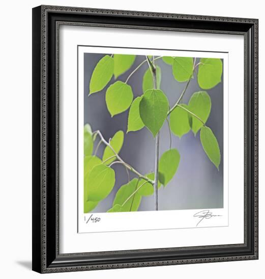 Aspen Sapling-Ken Bremer-Framed Limited Edition