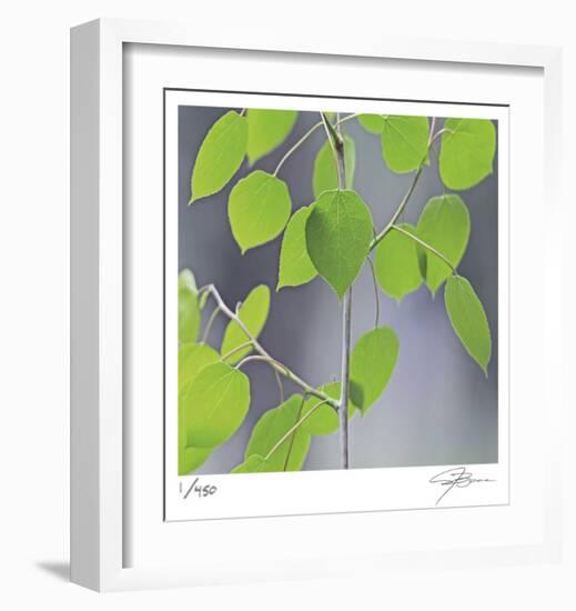 Aspen Sapling-Ken Bremer-Framed Limited Edition