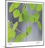 Aspen Sapling-Ken Bremer-Mounted Limited Edition