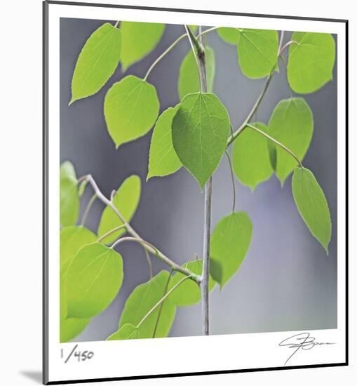 Aspen Sapling-Ken Bremer-Mounted Limited Edition