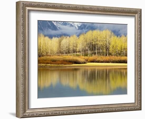 Aspen Stand and Reflection in Early Spring, Grand Teton National Park, Wyoming, Usa-Adam Jones-Framed Photographic Print