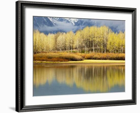 Aspen Stand and Reflection in Early Spring, Grand Teton National Park, Wyoming, Usa-Adam Jones-Framed Photographic Print