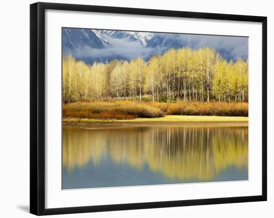 Aspen Stand and Reflection in Early Spring, Grand Teton National Park, Wyoming, Usa-Adam Jones-Framed Photographic Print