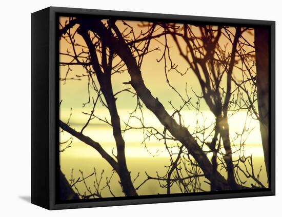 Aspen Sunset-Savanah Plank-Framed Stretched Canvas