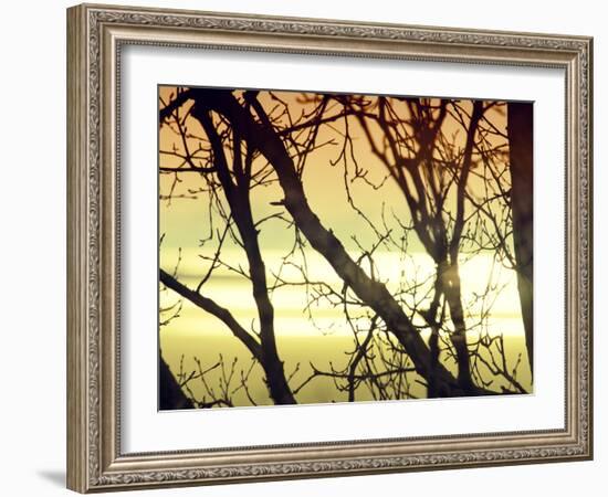 Aspen Sunset-Savanah Plank-Framed Photo