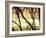 Aspen Sunset-Savanah Plank-Framed Photo