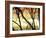 Aspen Sunset-Savanah Plank-Framed Photo