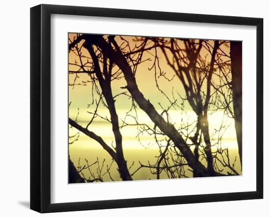 Aspen Sunset-Savanah Plank-Framed Photo